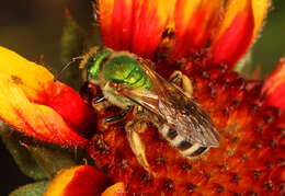 Image of Metallic Green Bees