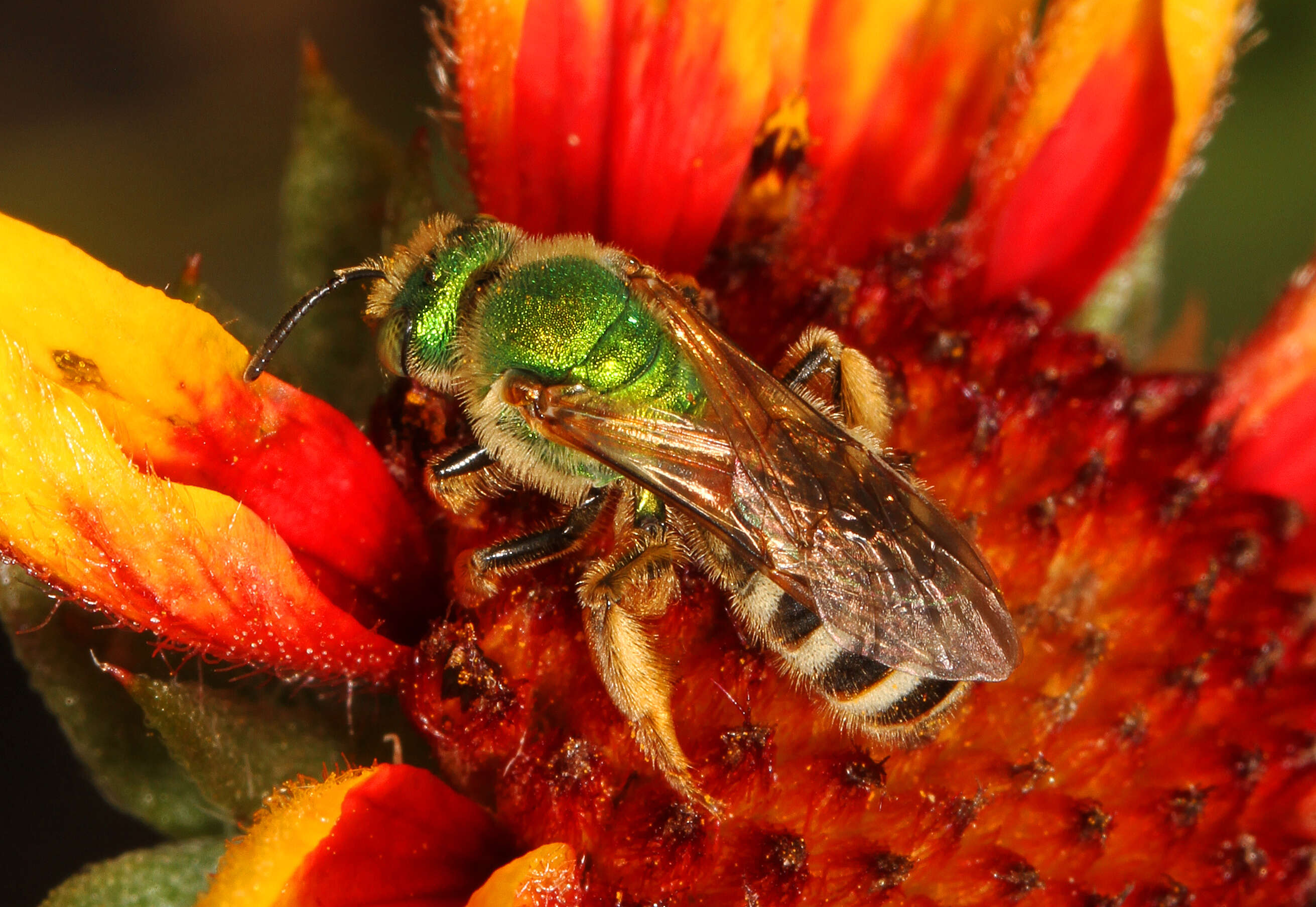 Image of Metallic Green Bees