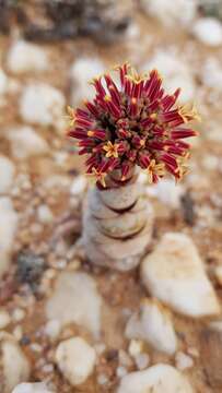 Image of Crassula columnaris subsp. prolifera Friedrich