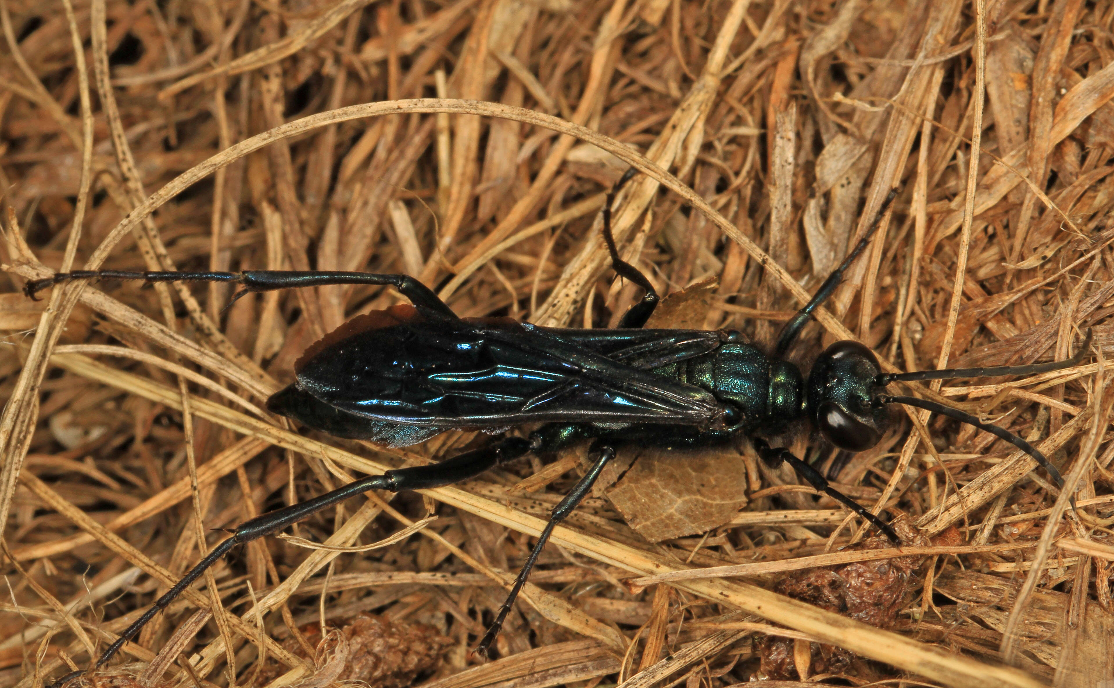 Image of Blue Mud Wasp