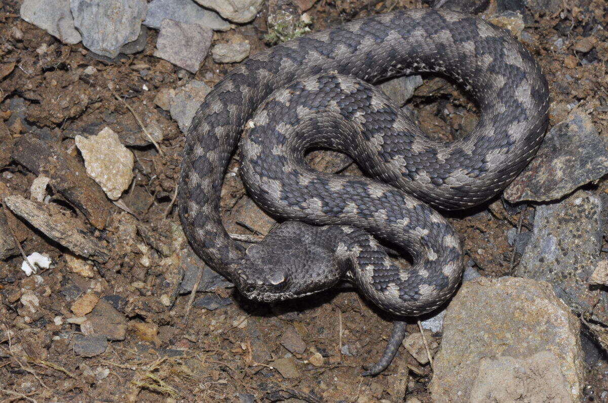 صورة Vipera latastei Bosca 1878