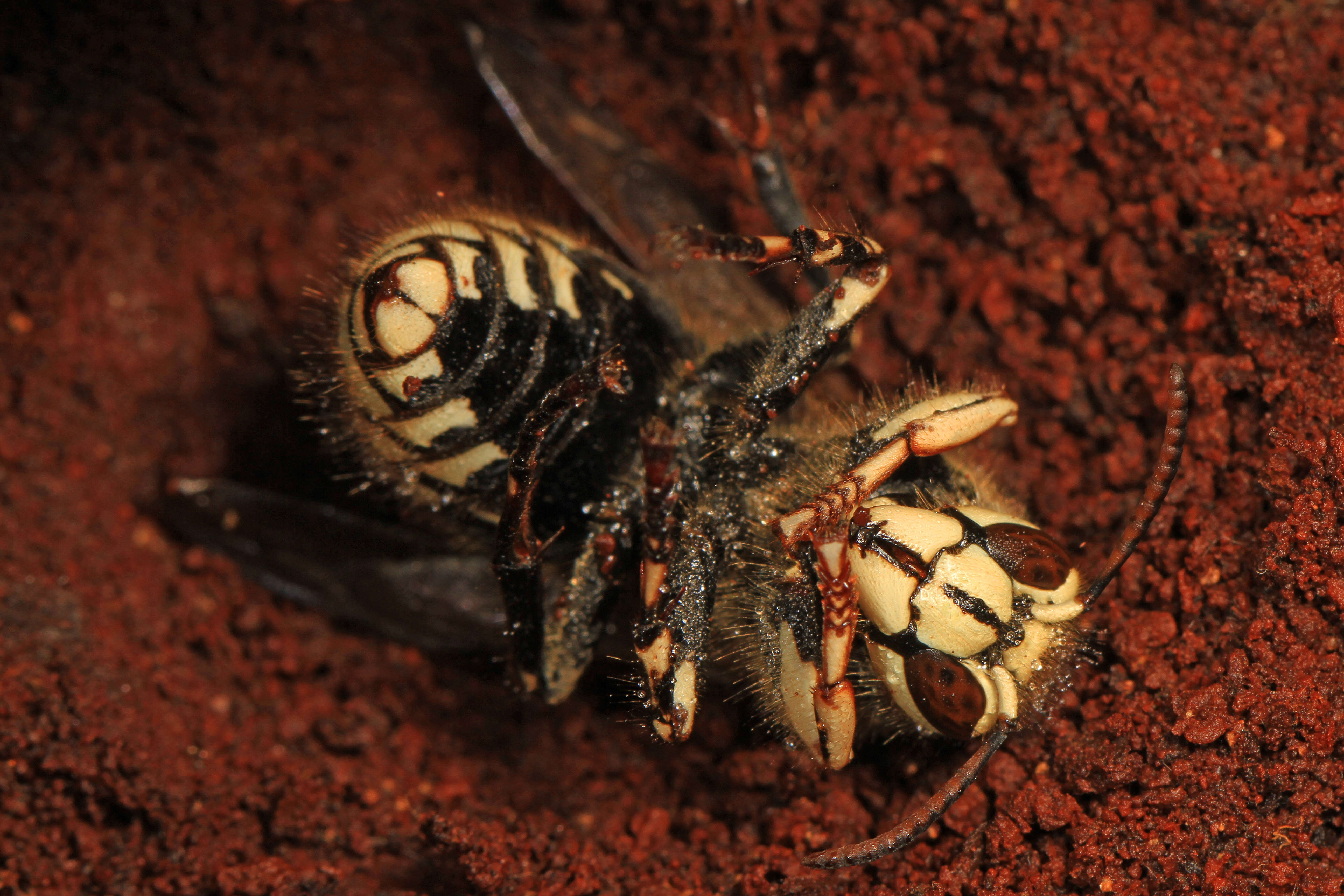 Image of Bald-faced Hornet