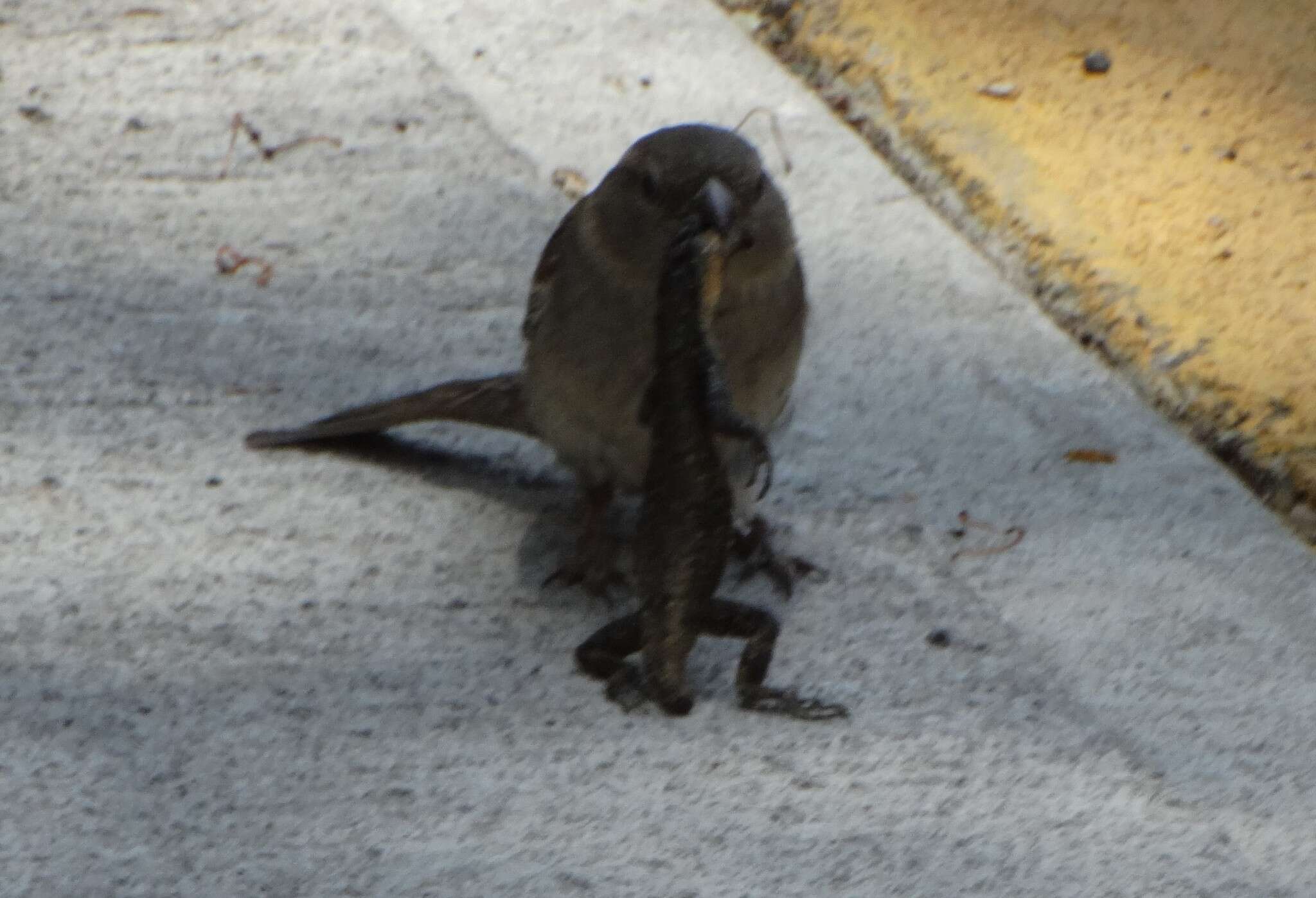 صورة Sceloporus grammicus Wiegmann 1828