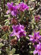 Image of Rhododendron setosum D. Don