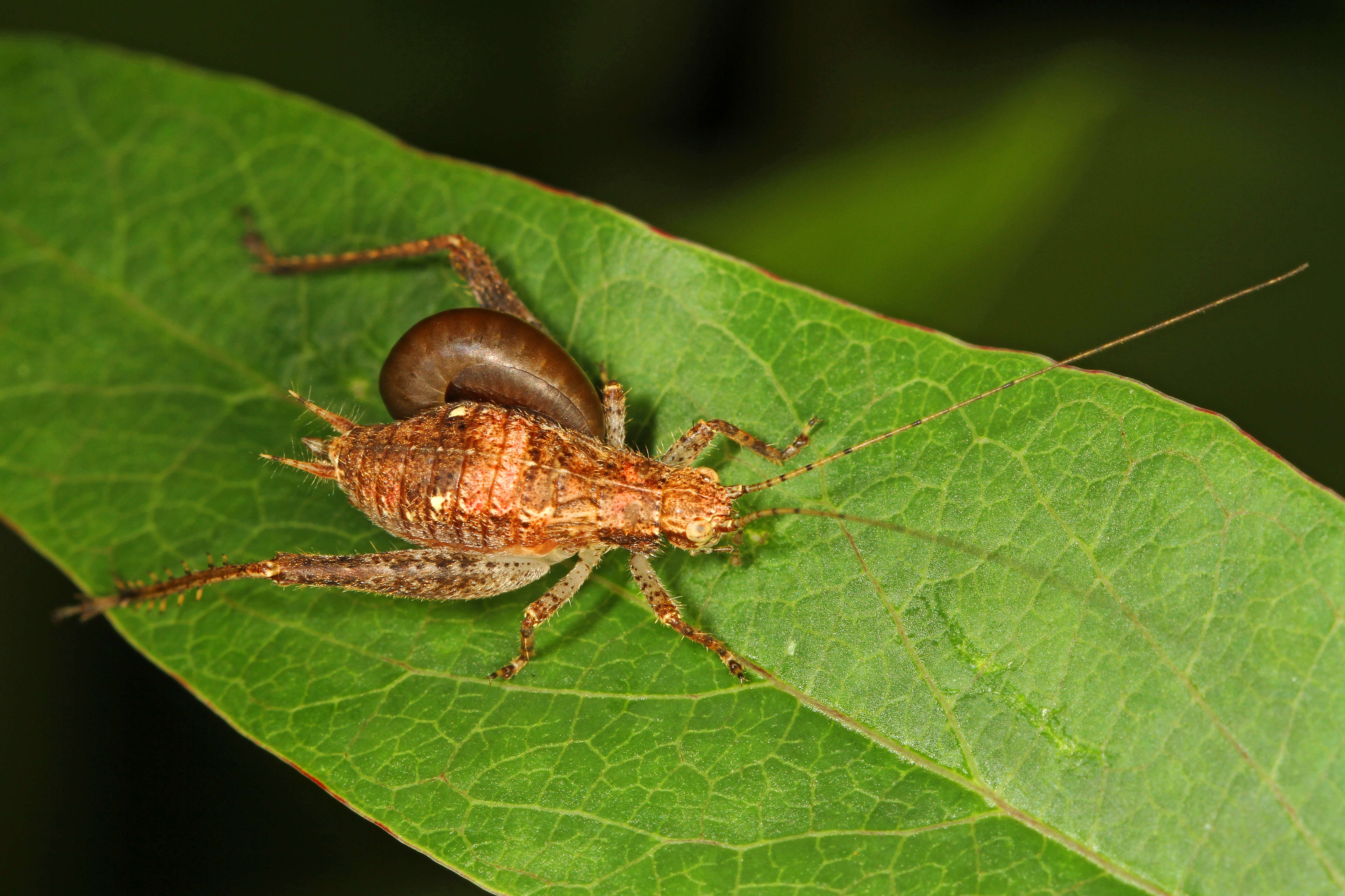 Image of rhopalosomatid wasps