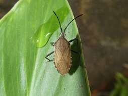 Image of Cimolus luteus Brailovsky 2001