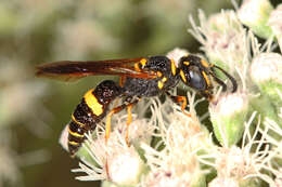 Image of Philanthus gibbosus (Fabricius 1775)