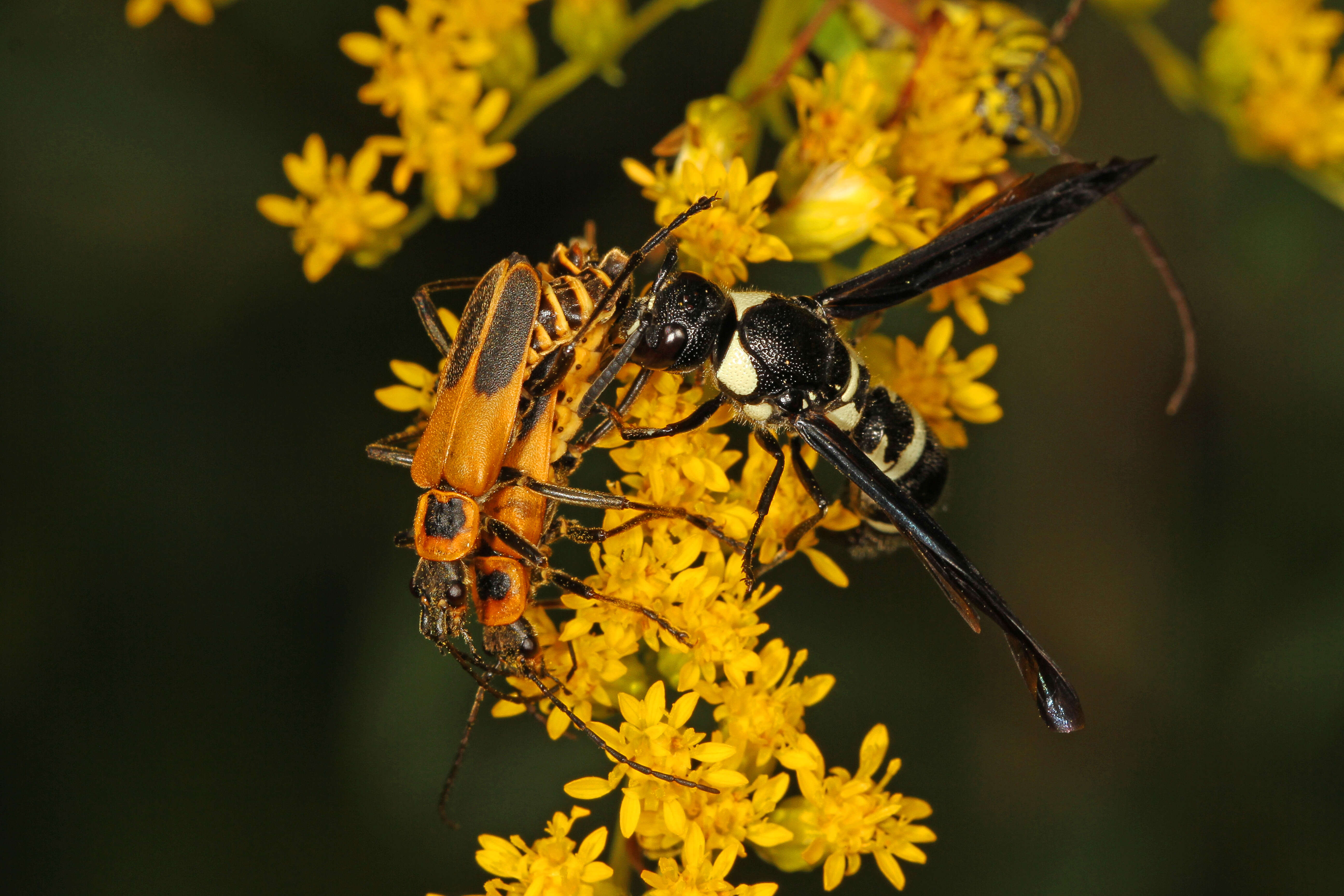 Image of Pseudodynerus