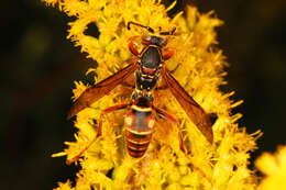 Image of Northern Paper Wasp