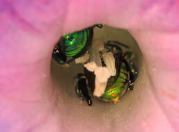 Image of Dilemma Orchid Bee