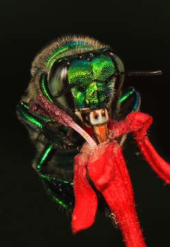 Image of Dilemma Orchid Bee