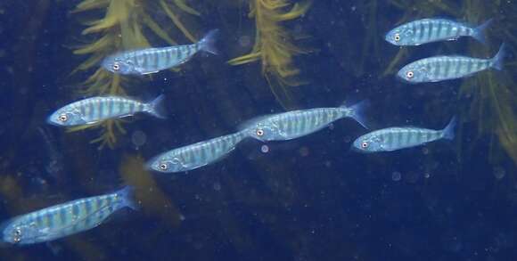 Image of Western Australian salmon