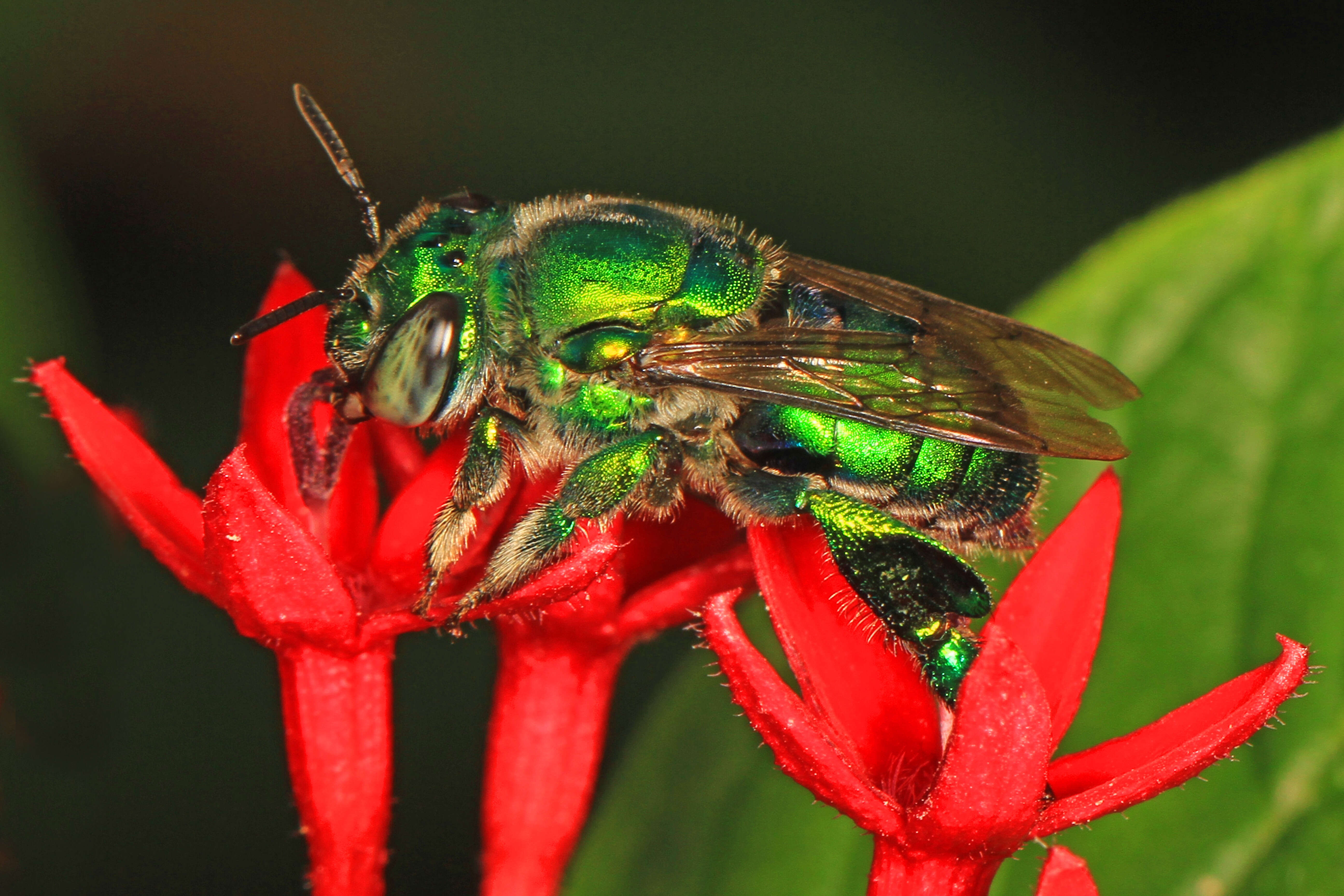 Image of Dilemma Orchid Bee