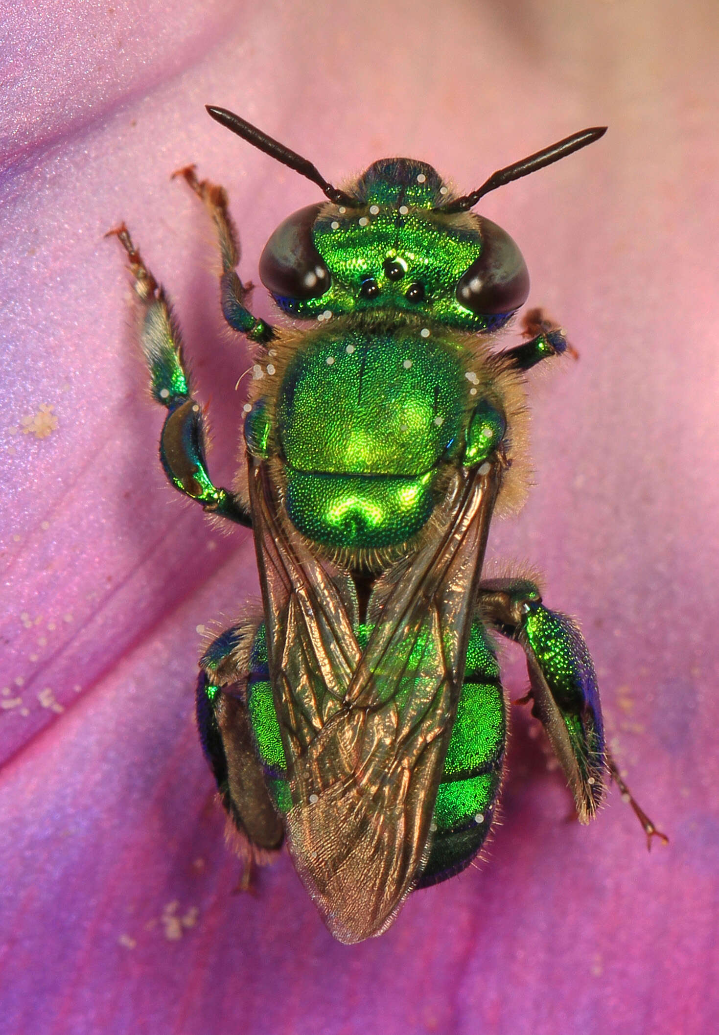 Image of Dilemma Orchid Bee