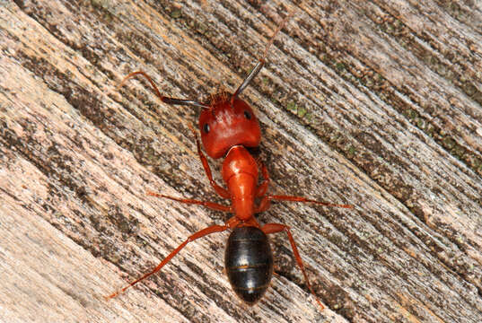 Image of Florida Carpenter Ant