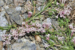 Image of Asperula aristata subsp. scabra Nyman