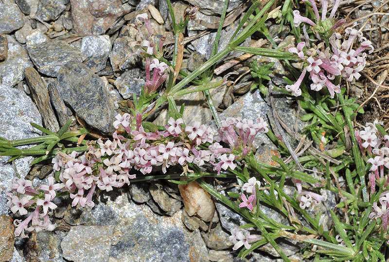 Image of Asperula aristata subsp. scabra Nyman