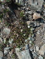 Image of Arenaria ciliata subsp. multicaulis (L.) Arcangeli