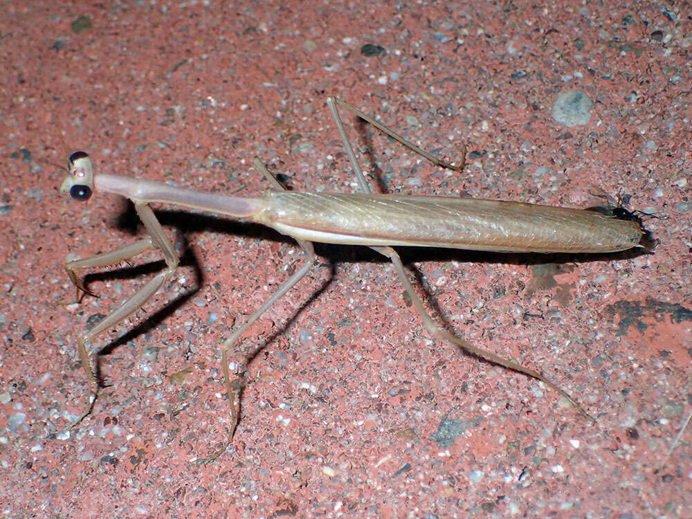 Image of Stagmomantis gracilipes Rehn 1907