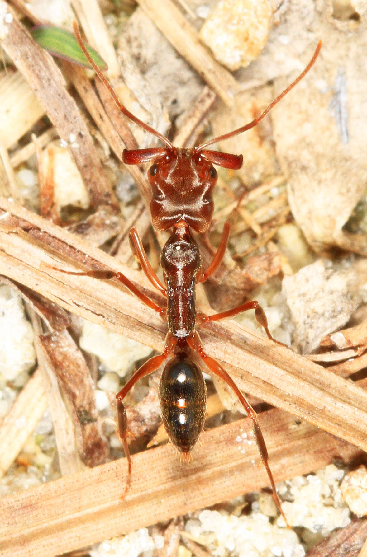 Image of Trap-jaw Ants