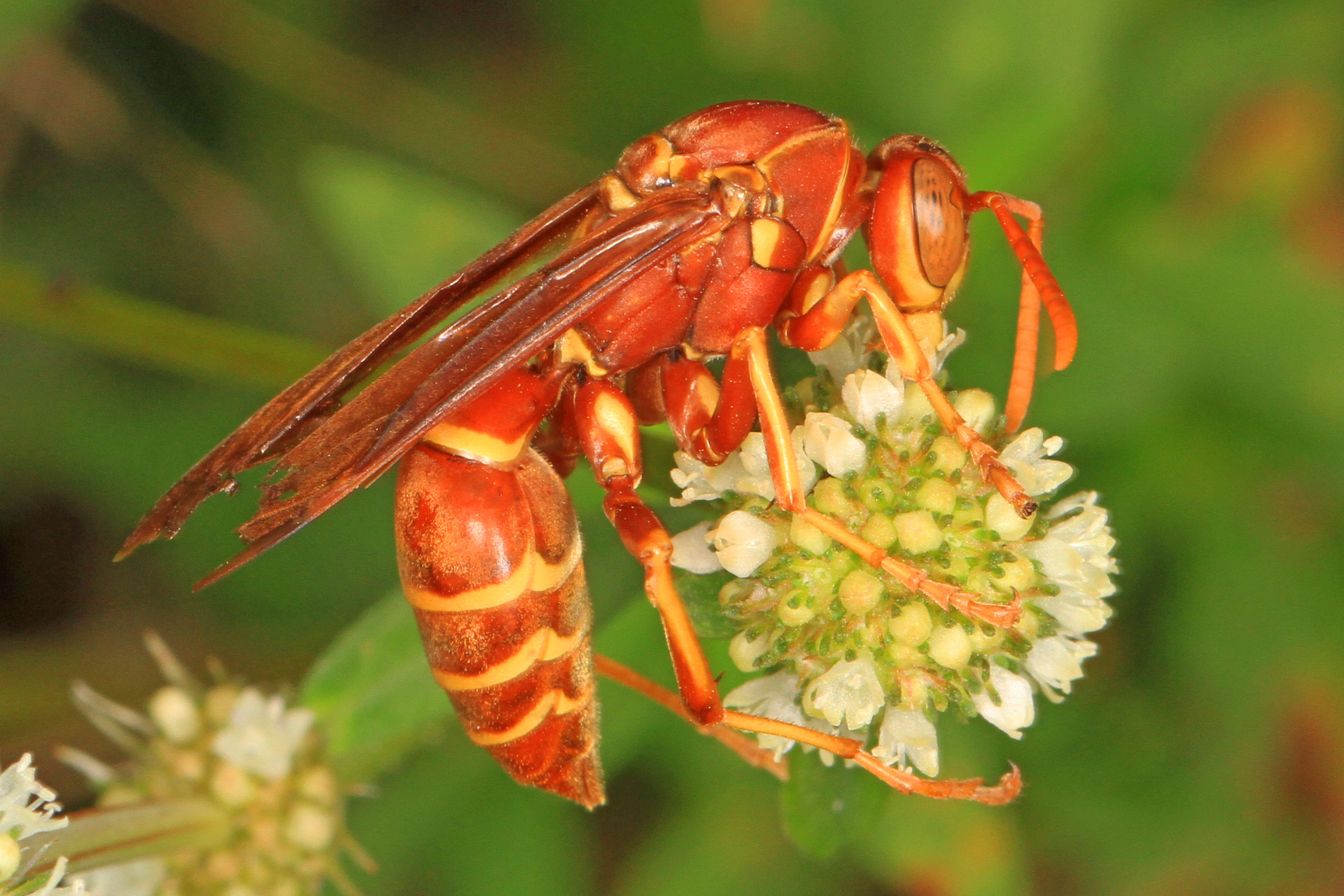 Image of Polistes bellicosus Cresson 1872