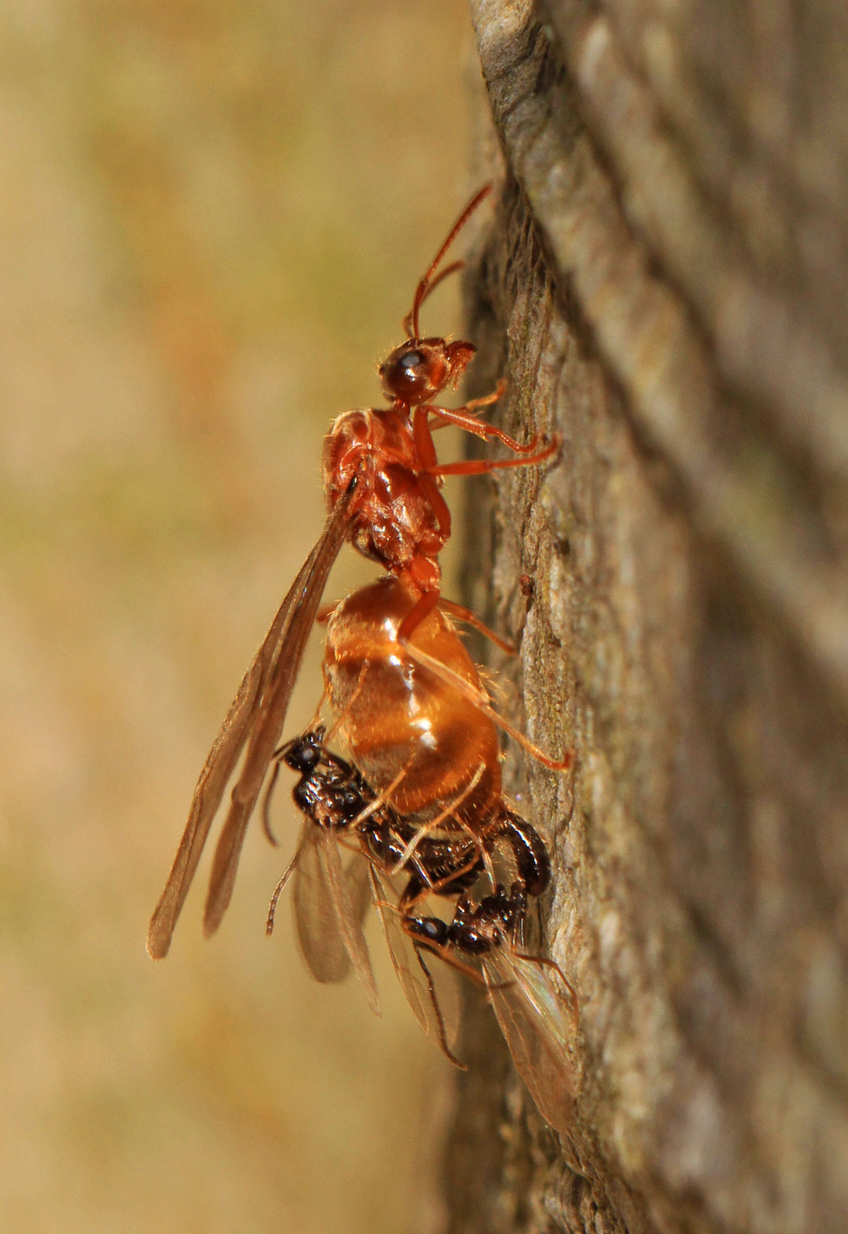 Image of False Honey Ant