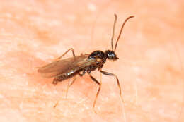 Image of False Honey Ant