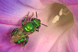 Image of Dilemma Orchid Bee