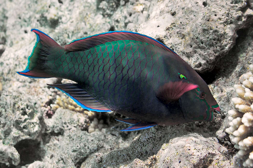 Image of Dusky parrotfish