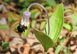 Plancia ëd Clematis ochroleuca