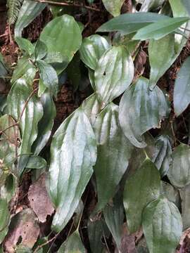 Image of Cheiropleuria integrifolia (D. C. Eaton ex Hook.) M. Kato, Y. Yatabe, Sahashi & N. Murak.