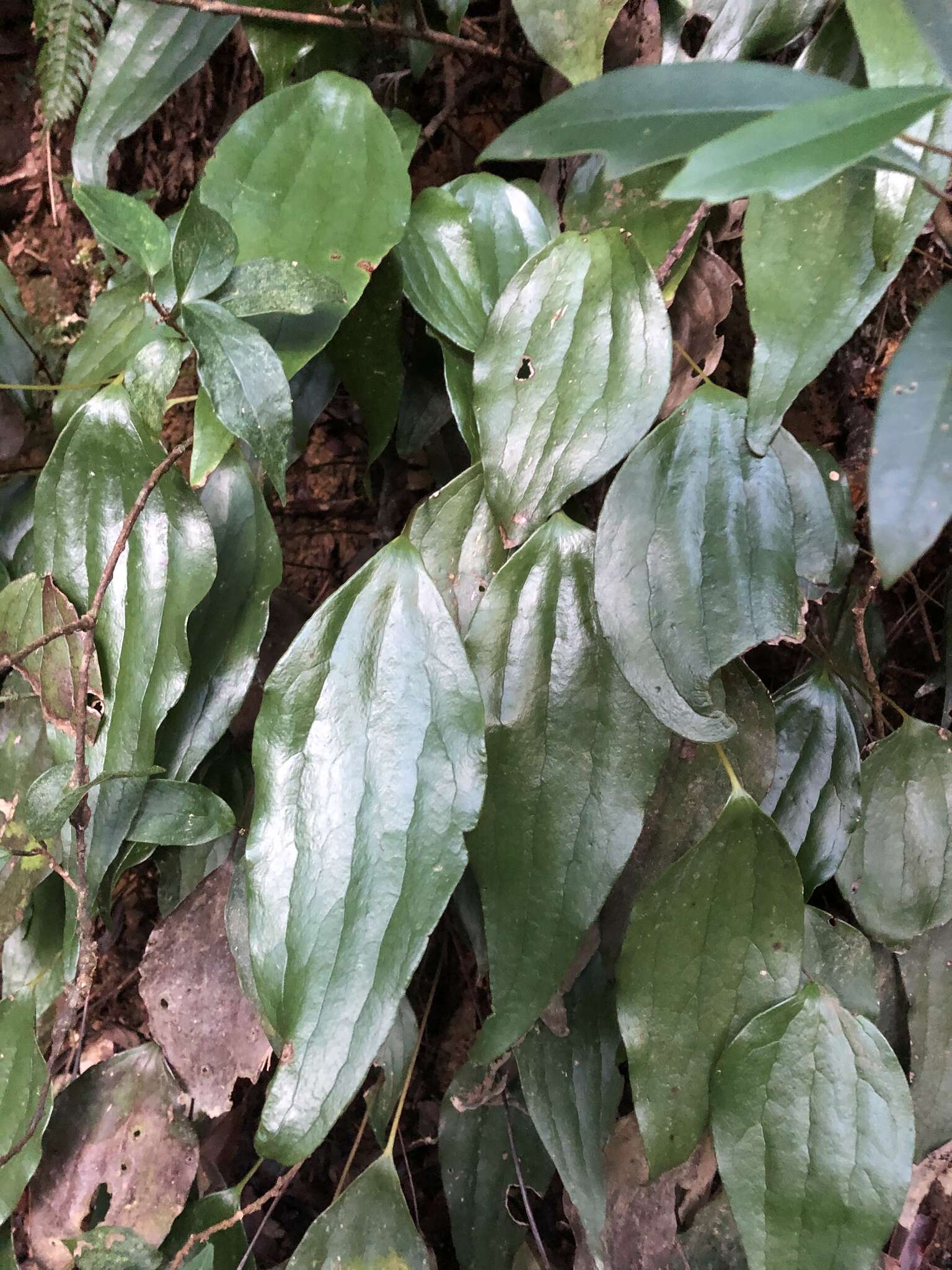 Image of Cheiropleuria integrifolia (D. C. Eaton ex Hook.) M. Kato, Y. Yatabe, Sahashi & N. Murak.