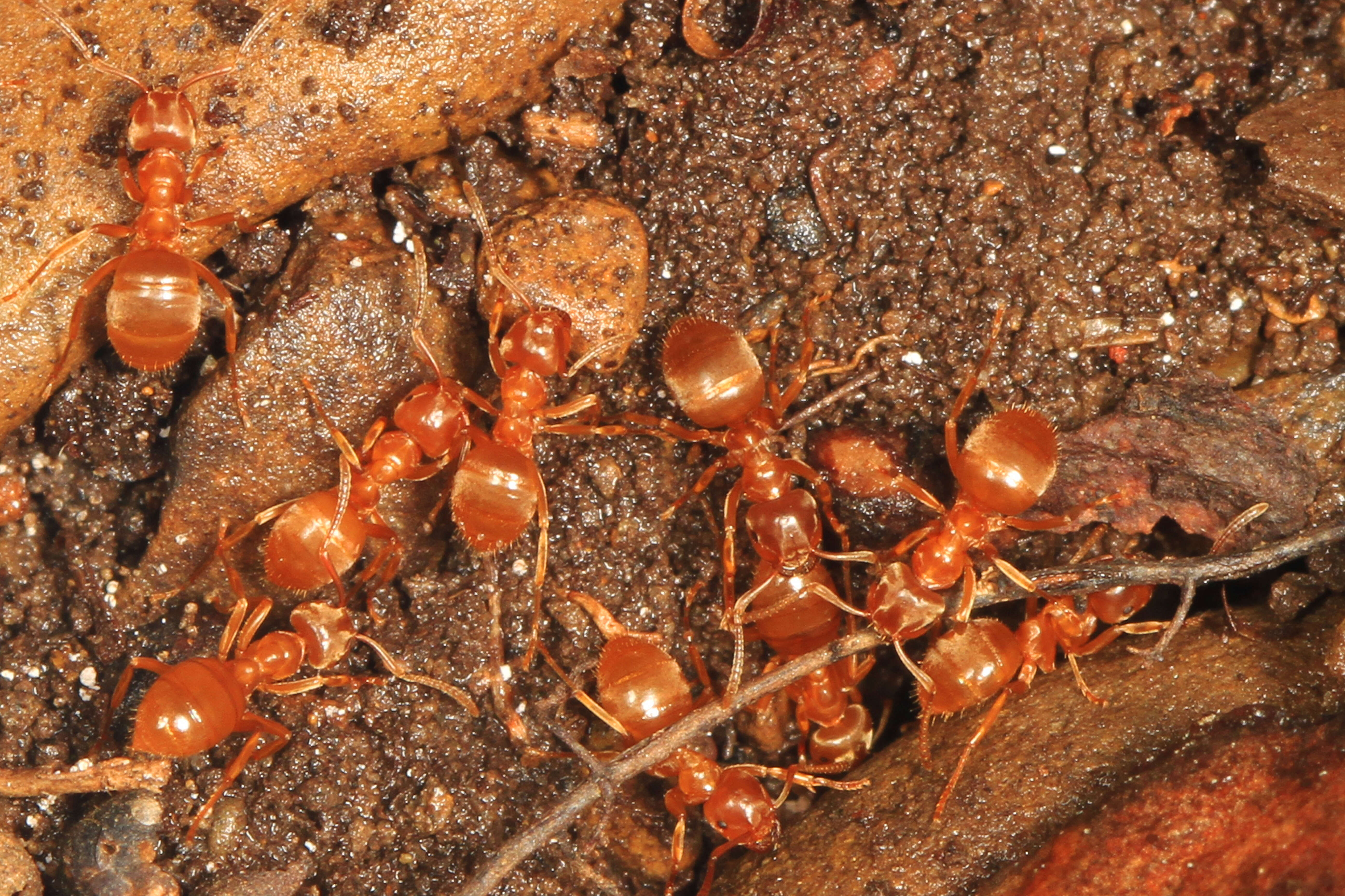 Image de Lasius umbratus (Nylander 1846)