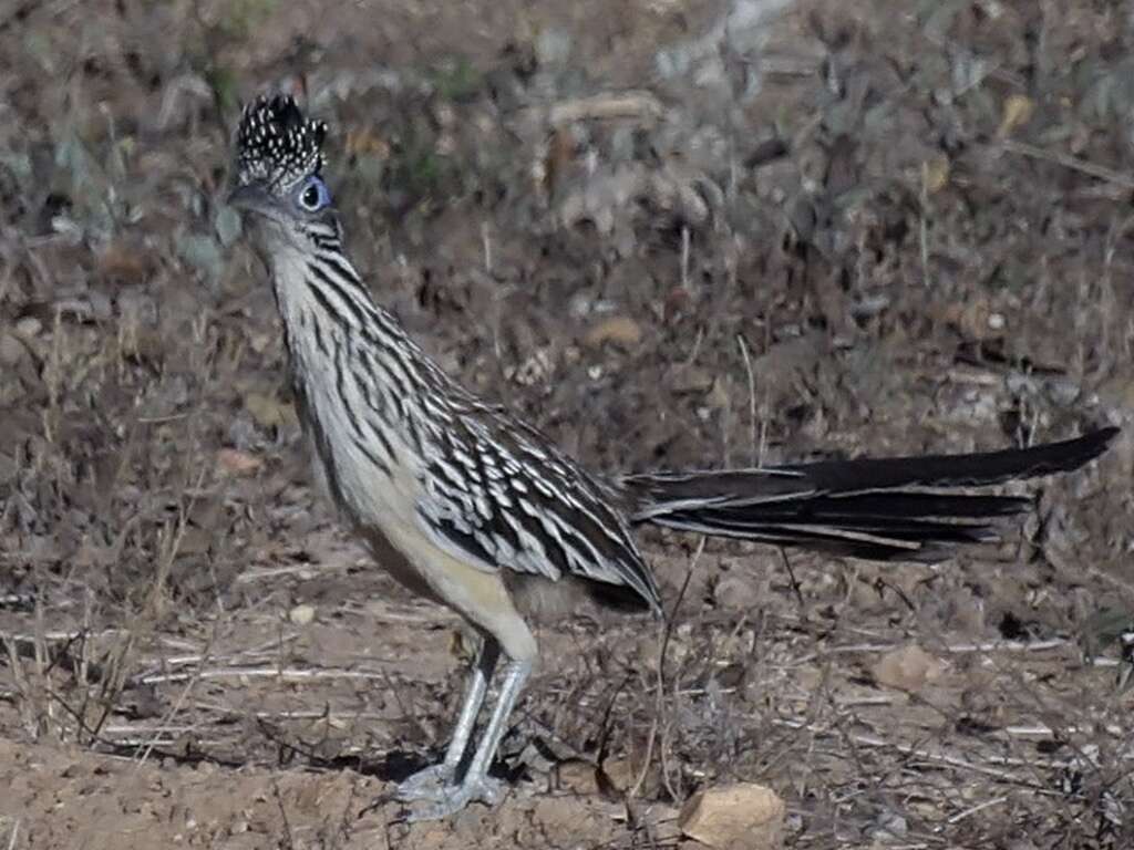 Image of Lesser Roadrunner