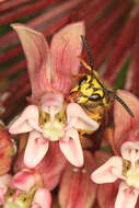 Image of milkweed