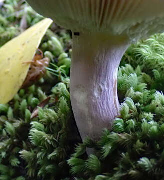 Image of Russula griseoviridis McNabb 1973