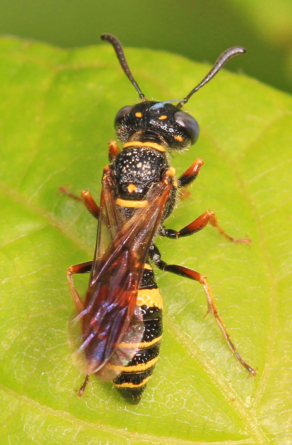 Image of Philanthus gibbosus (Fabricius 1775)