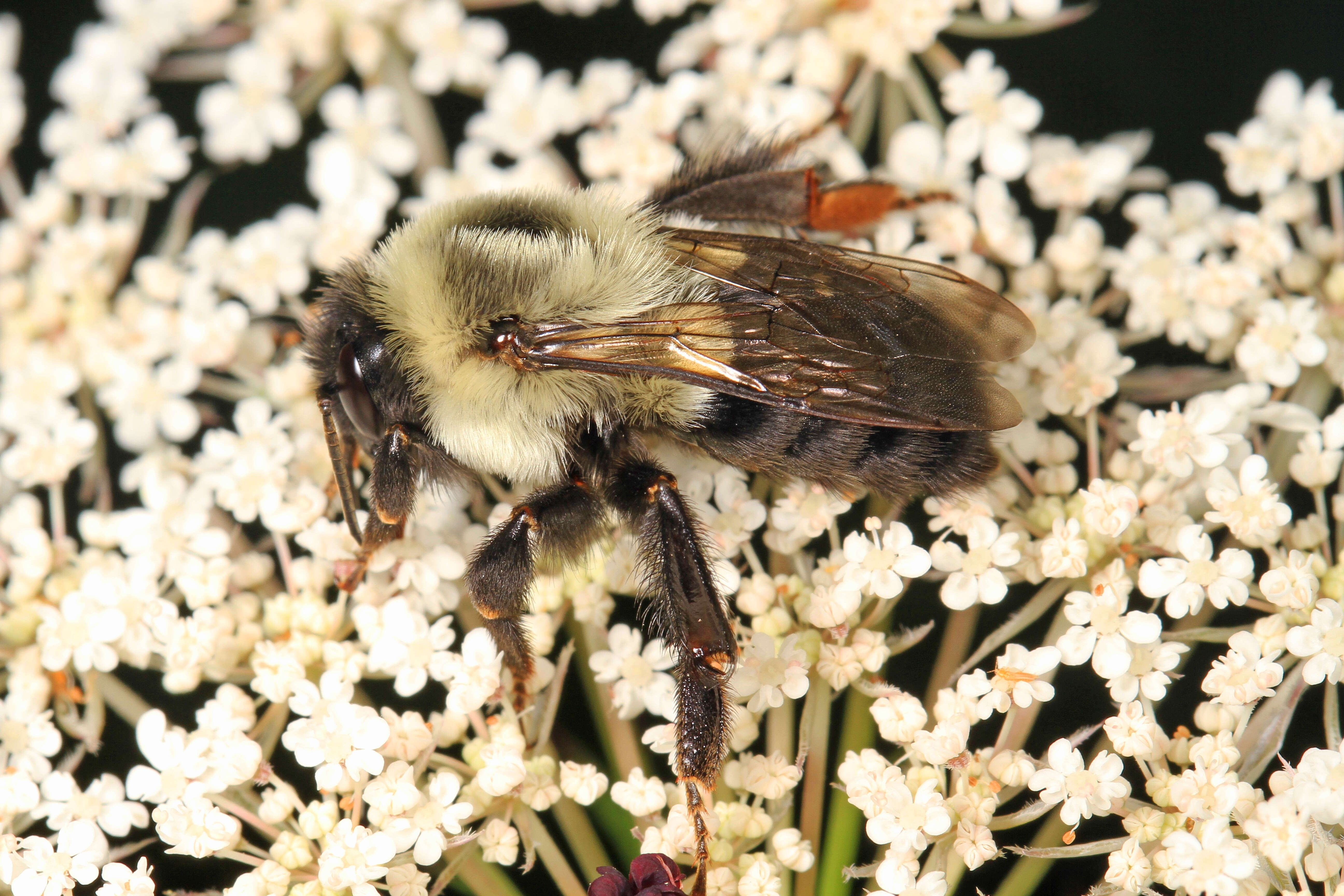 Image of Common Eastern Bumblebee