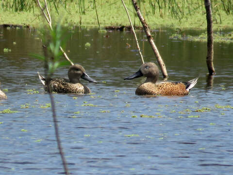 صورة Spatula platalea (Vieillot 1816)