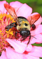 Image of Eastern Carpenter Bee