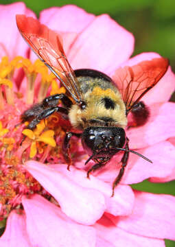 Image of Eastern Carpenter Bee