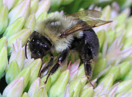 Image of Common Eastern Bumblebee