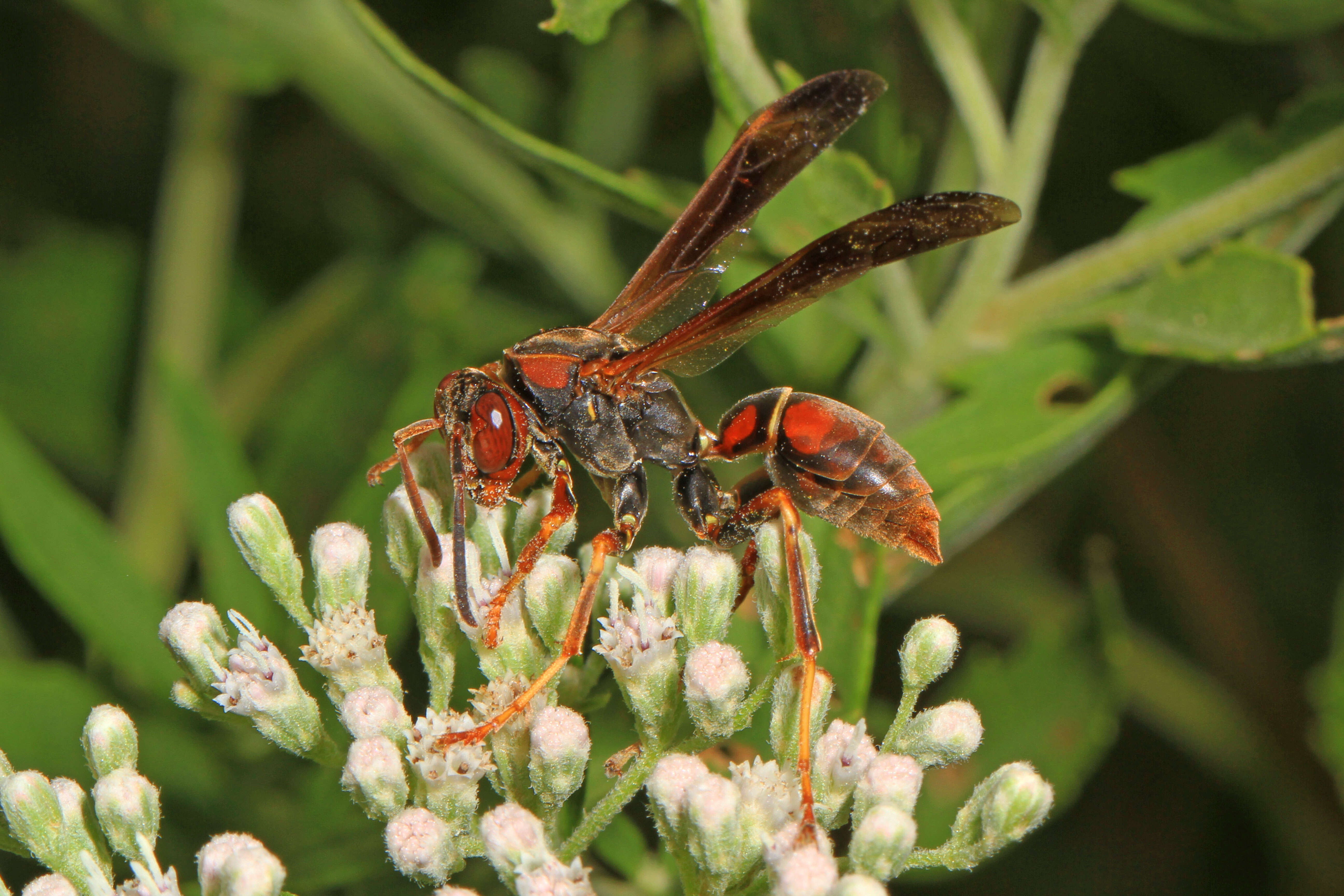 Image of Northern Paper Wasp