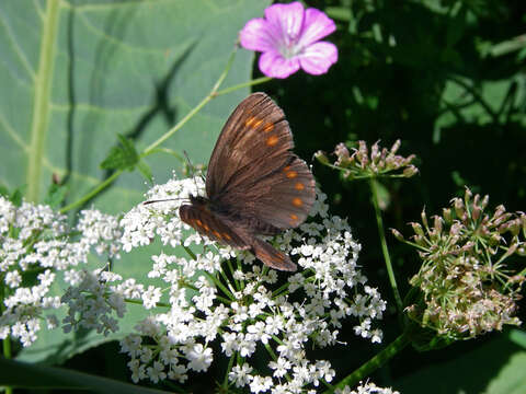 Image of Erebia turanica Erschoff 1876