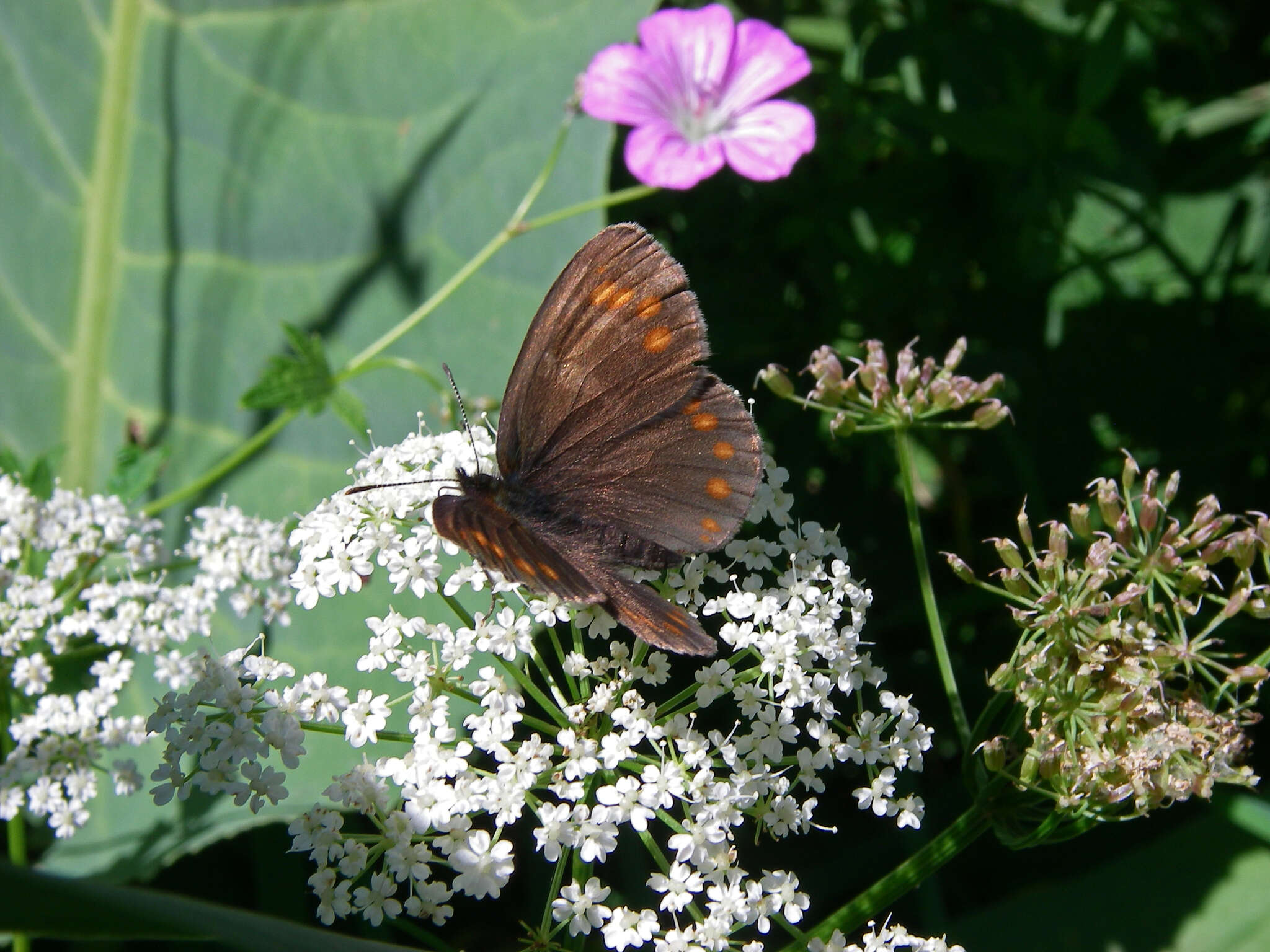 Erebia turanica Erschoff 1876 resmi