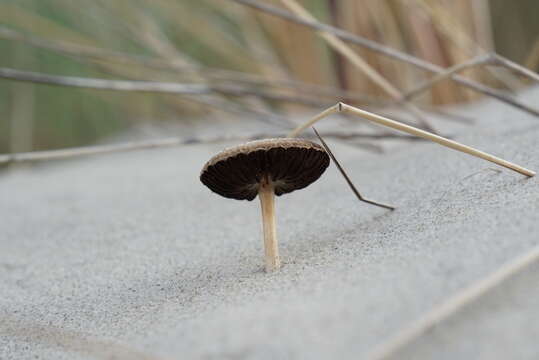 Image of Psathyrella ammophila (Durieu & Lév.) P. D. Orton 1960