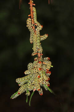 Image of Red-headed Pine Sawfly