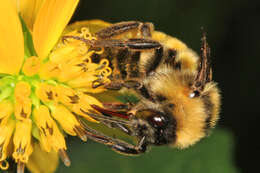 Image of Common Eastern Bumblebee