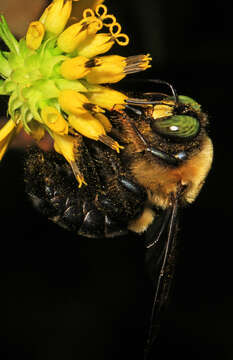 Imagem de Xylocopa virginica (Linnaeus 1771)