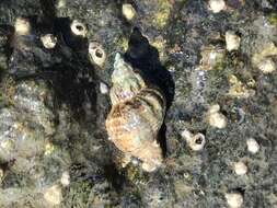 Image of Atlantic oyster drill